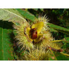 Castanea sativa