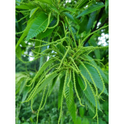 Castanea sativa
