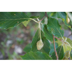 Fagus orientalis