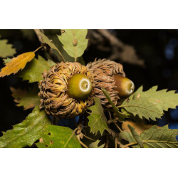 Quercus ithaburensis