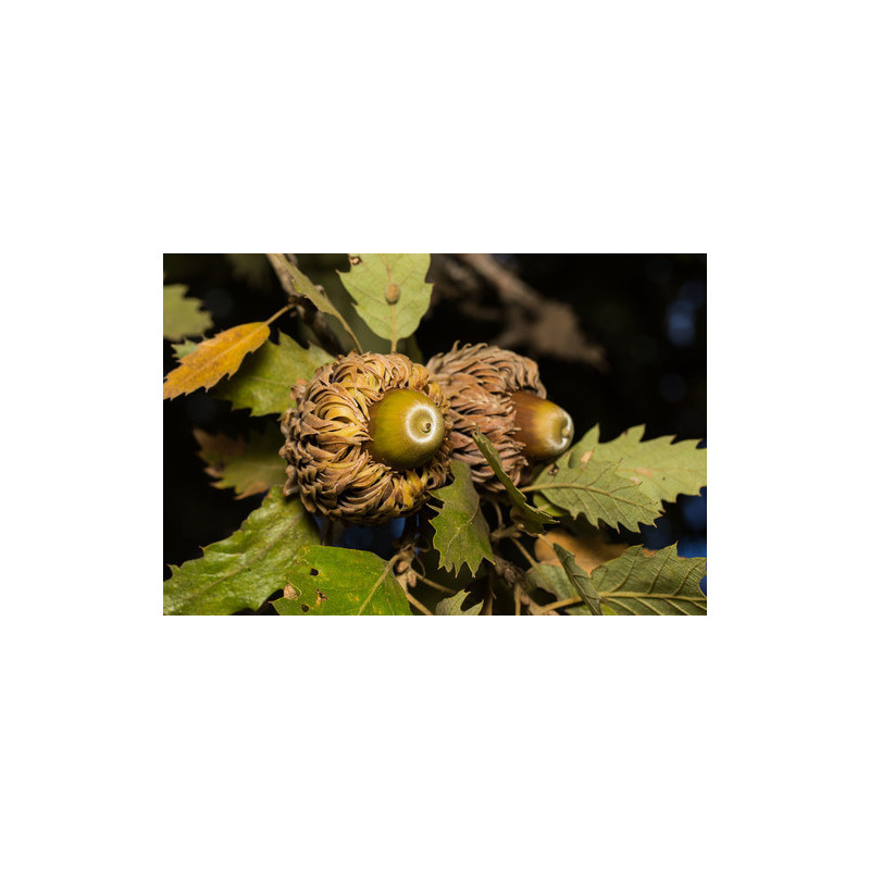 Quercus ithaburensis