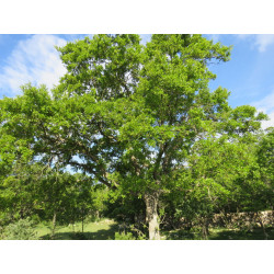 Quercus trojana