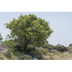 Quercus aucheri