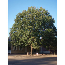 Quercus rubra