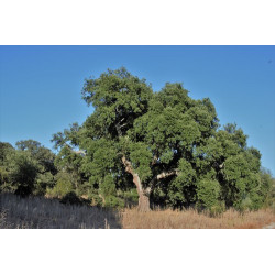 Quercus suber