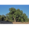 Quercus suber