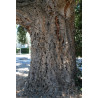 Quercus suber