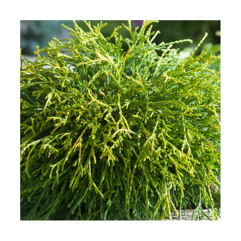 Chamaecyparis pisifera