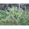 Ribes alpinum