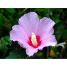 Hibiscus syriacus