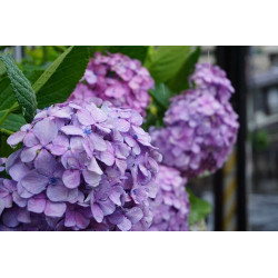 Hydrangea macrophylla