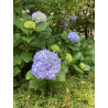 Hydrangea macrophylla