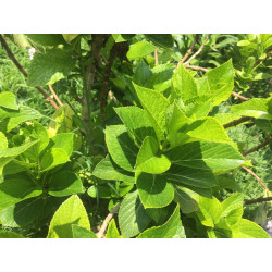 Hydrangea macrophylla