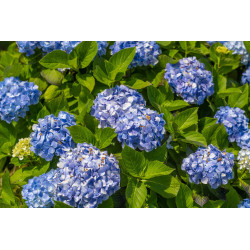 Hydrangea macrophylla