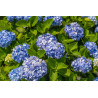 Hydrangea macrophylla