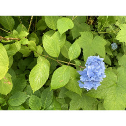 Hydrangea macrophylla