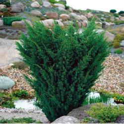 Juniperus chinensis