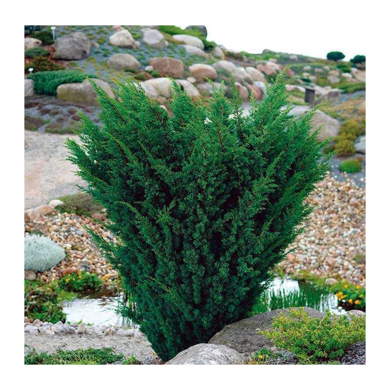 Juniperus chinensis
