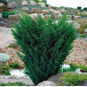 Juniperus chinensis