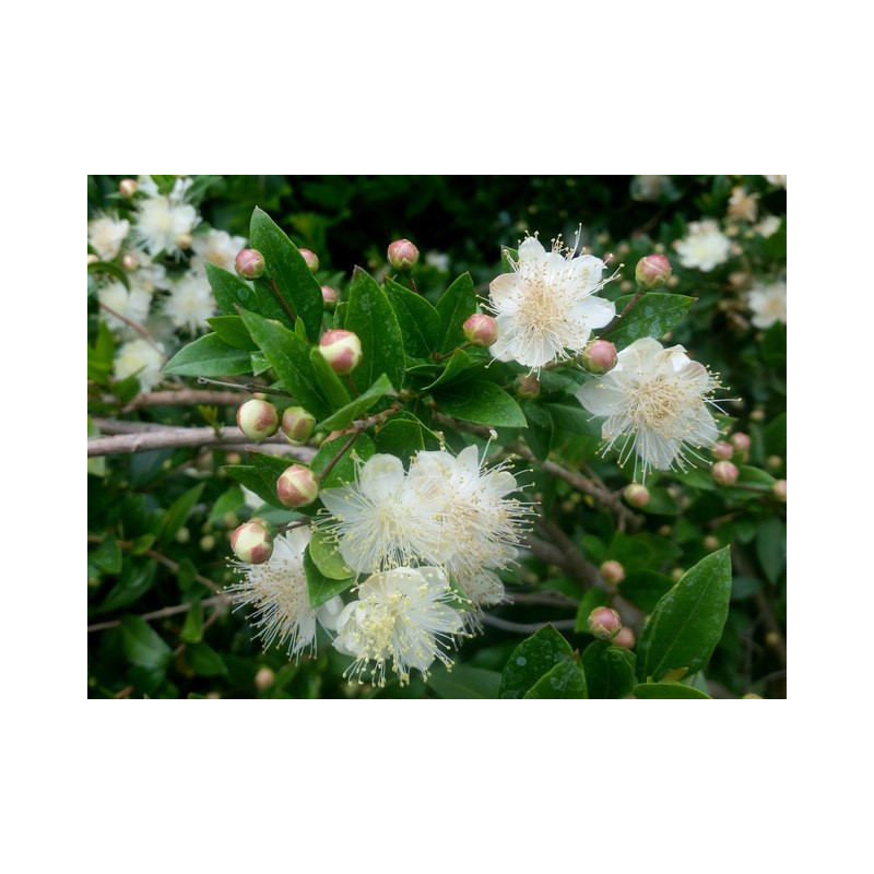 Myrtus communis