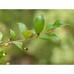 Myrtus communis