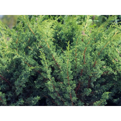 Juniperus chinensis
