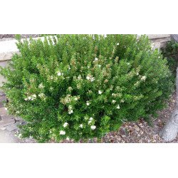 Myrtus communis