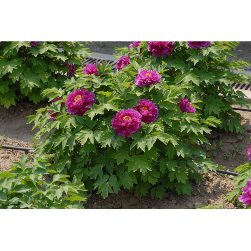 Paeonia suffruticosa