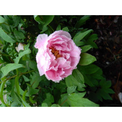 Paeonia suffruticosa