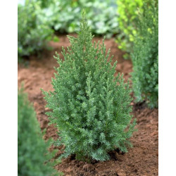Juniperus chinensis