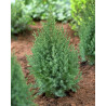 Juniperus chinensis
