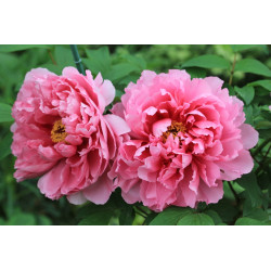 Paeonia suffruticosa