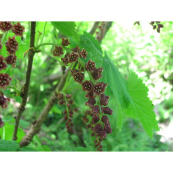 Ribes biebersteinii