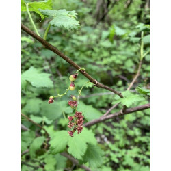 Ribes biebersteinii