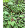 Ribes biebersteinii
