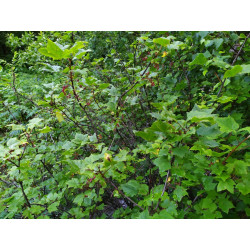Ribes biebersteinii