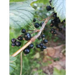 Ribes nigrum