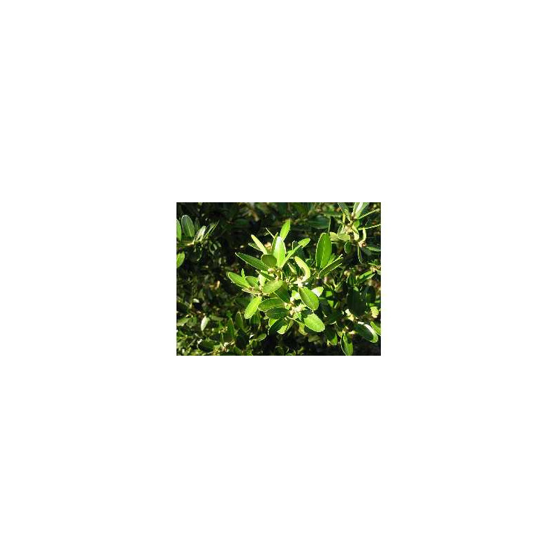 Buxus balearica