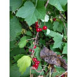 Ribes rubrum