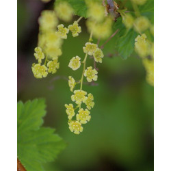 Ribes rubrum