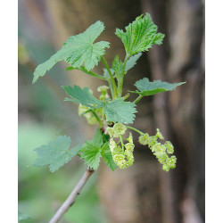 Ribes rubrum