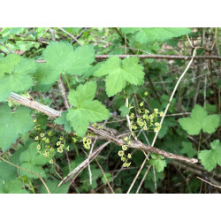 Ribes rubrum