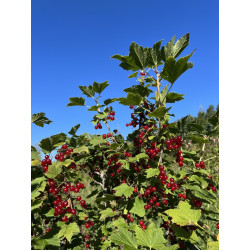 Ribes rubrum