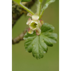 Ribes uva-crispa