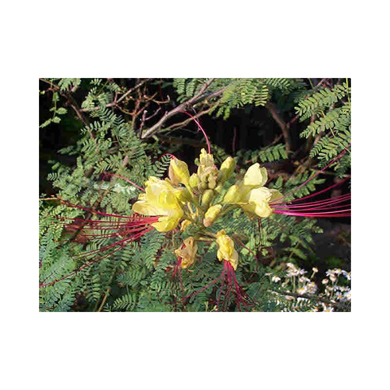 Caesalpinia gilliesii