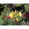 Caesalpinia gilliesii