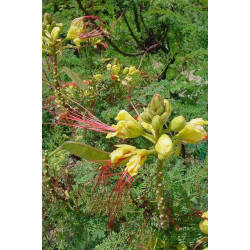 Caesalpinia gilliesii