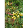 Caesalpinia gilliesii