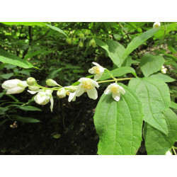 Philadelphus caucasicus