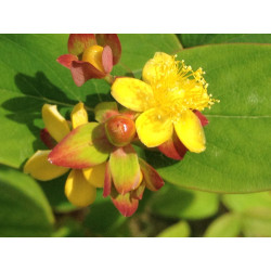 Hypericum androsaemum